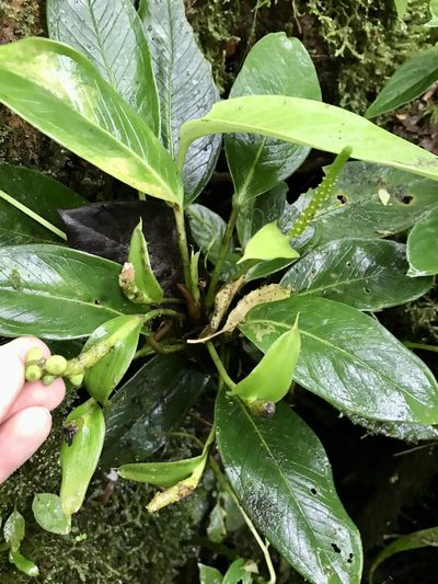 Anthurium fogdeniorum, photographed by Rose Zappa