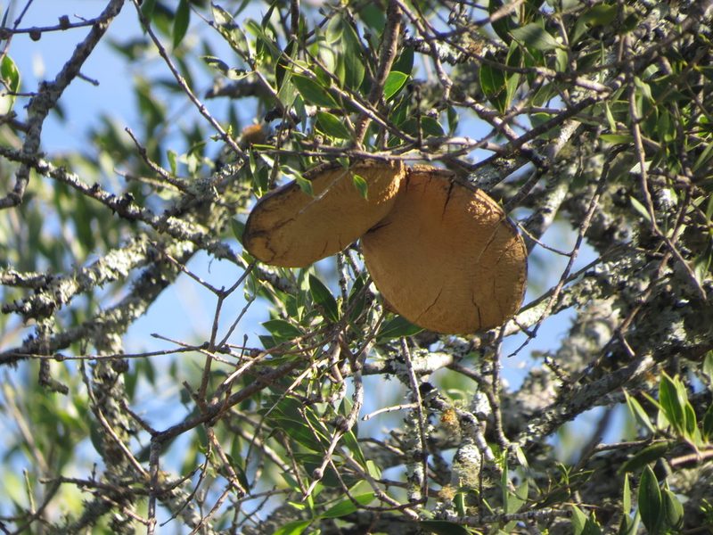 Aspidosperma quebracho-blanco, photographed by Rafael Tosi