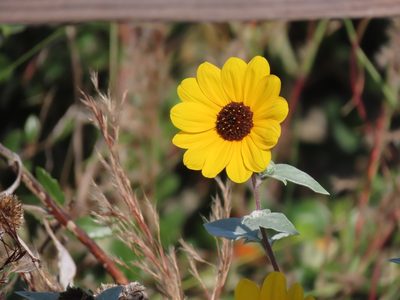 Helianthus argophyllus, photographed by Suanne Pyle