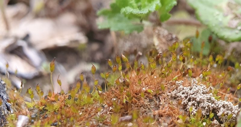 Tortula caucasica, photographed by Jonathan Hughes