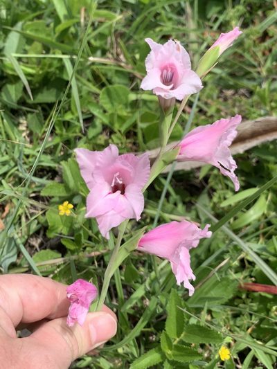 Gladiolus oppositiflorus, photographed by Matthew Fainman