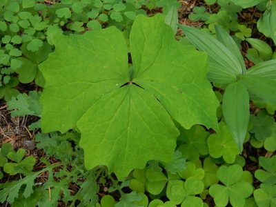 Achlys californica, photographed by Ed Alverson