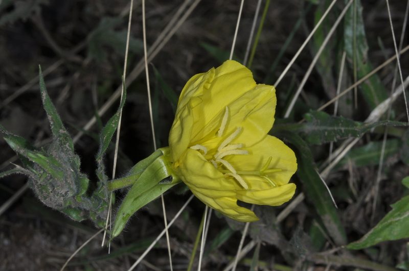 Oenothera odorata, photographed by aacocucci