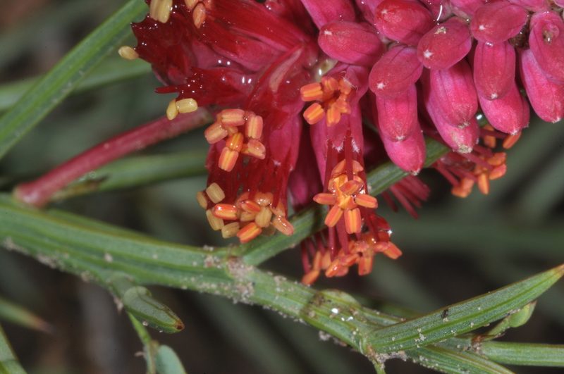 Neltuma humilis, photographed by aacocucci