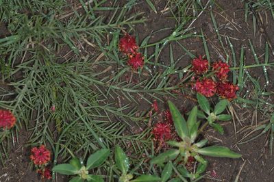 Neltuma humilis, photographed by aacocucci