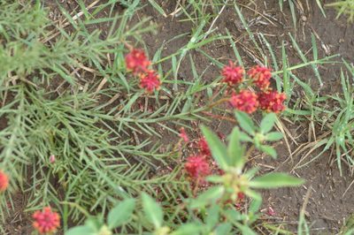Neltuma humilis, photographed by aacocucci