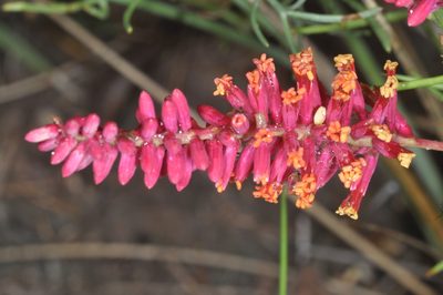 Neltuma humilis, photographed by aacocucci