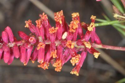 Neltuma humilis, photographed by aacocucci