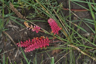 Neltuma humilis, photographed by aacocucci