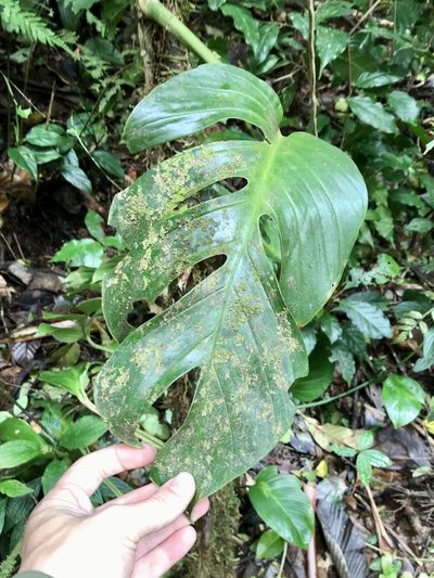 Monstera monteverdensis, photographed by Rose Zappa