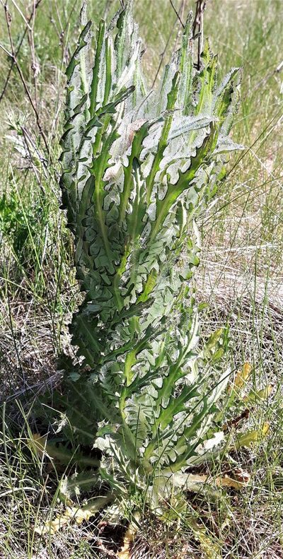 Cirsium foliosum, photographed by Peter L Achuff