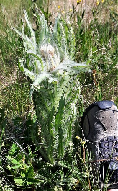 Cirsium foliosum, photographed by Peter L Achuff