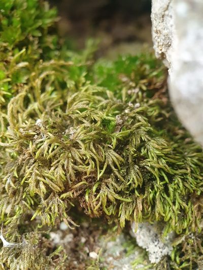 Scorpiurium circinatum, photographed by Jonathan Hughes