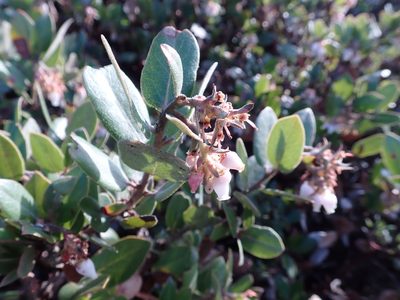 Arctostaphylos tomentosa, photographed by Henrik Kibak