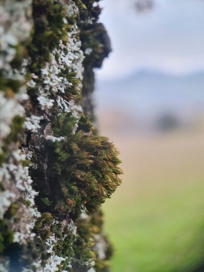 Orthotrichum tenellum, photographed by Jonathan Hughes