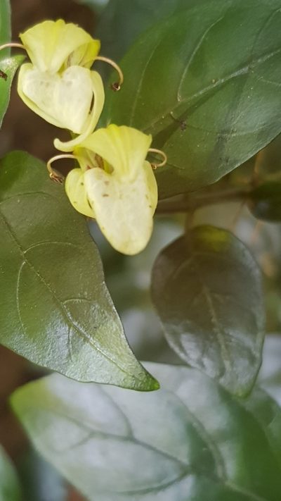 Justicia campylostemon, photographed by Margaret Burger