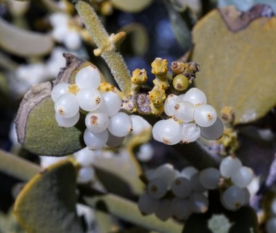Phoradendron coryae, photographed by Andrew Tree