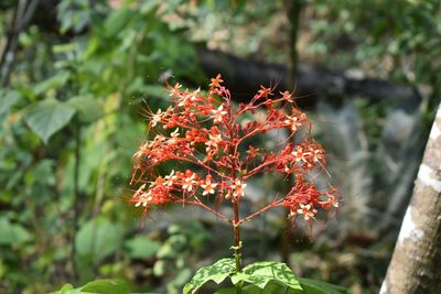 Clerodendrum paniculatum, photographed by Vis M