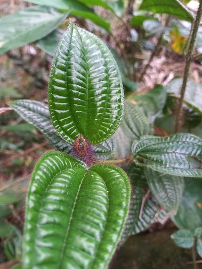 Miconia australis, photographed by JG