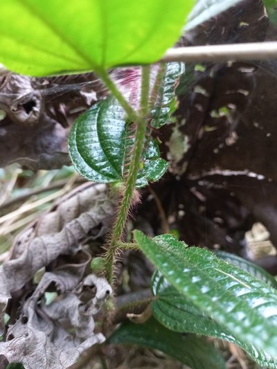 Miconia australis, photographed by JG