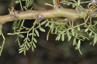 Parkinsonia praecox, photographed by aacocucci
