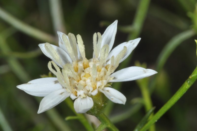 Gutierrezia gilliesii, photographed by aacocucci