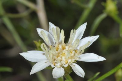 Gutierrezia gilliesii, photographed by aacocucci