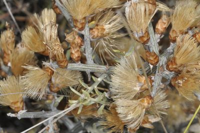 Cyclolepis genistoides, photographed by aacocucci