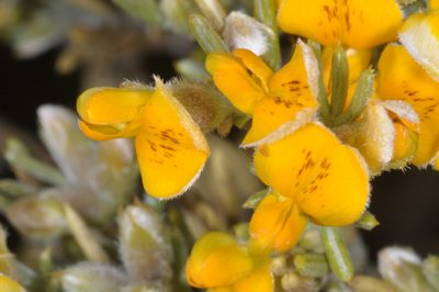 Anarthrophyllum rigidum, photographed by aacocucci