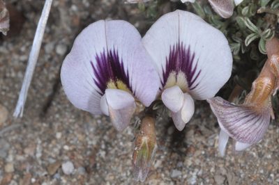 Adesmia parvifolia, photographed by aacocucci
