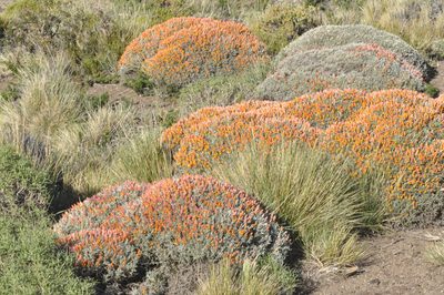 Anarthrophyllum strigulipetalum
