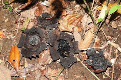 Rafflesia lagascae, photographed by Pauline Carmel Joy Eje