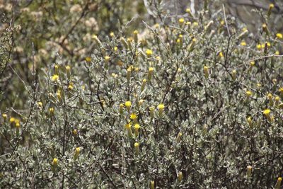 Pteronia cinerea, photographed by Tony Rebelo