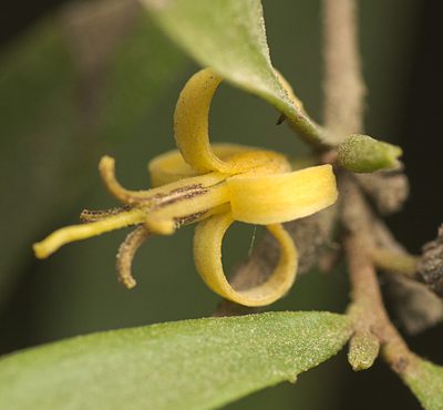 Persoonia iogyna, photographed by Tony Eales