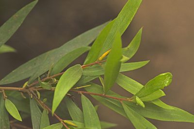Persoonia iogyna, photographed by Tony Eales
