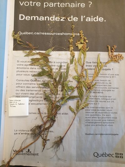 Cuscuta polygonorum, photographed by Étienne Léveillé-Bourret