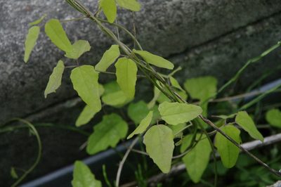 Akebia trifoliata, photographed by Eric Knight