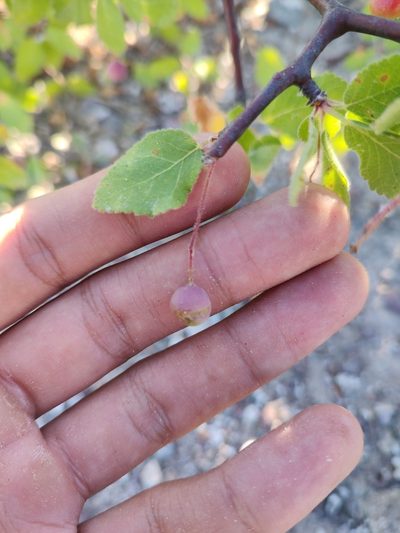 Bursera epinnata, photographed by Abraham Sánchez Romero