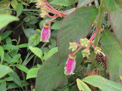 Kohleria warszewiczii, photographed by Juan C. Espinosa
