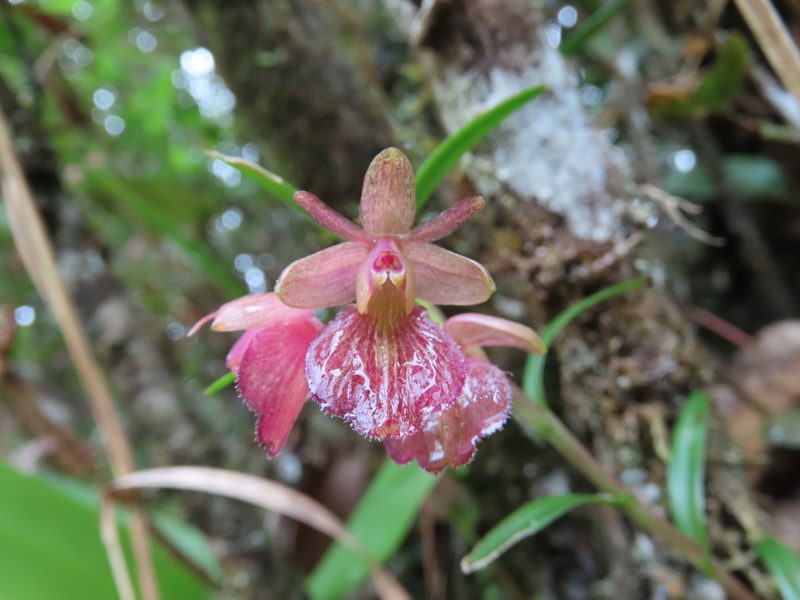 Epidendrum cleistocoleum, photographed by Juan C. Espinosa