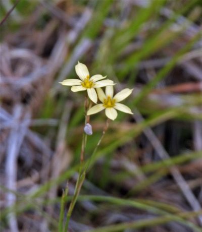 Sisyrinchium pachyrhizum, photographed by Hugo Hulsberg