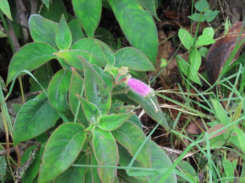 Kohleria warszewiczii, photographed by Juan C. Espinosa