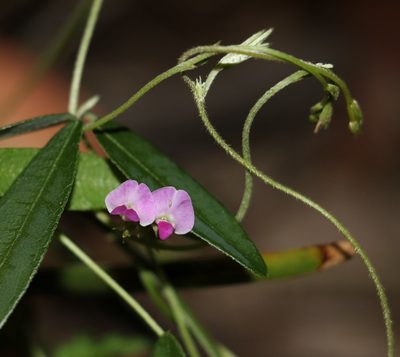Glycine tabacina, photographed by Greg Tasney