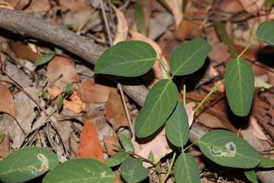 Oxytes brachypoda, photographed by Greg Tasney