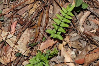 Choristosoria viridis, photographed by Greg Tasney