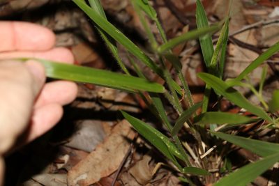Urochloa eminii, photographed by Greg Tasney