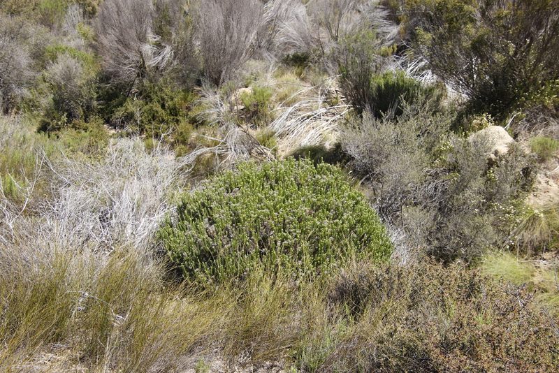 Helichrysum hamulosum, photographed by Tony Rebelo