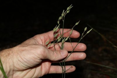 Haemodorum austroqueenslandicum, photographed by Greg Tasney