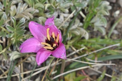 Rhodolirium andicola, photographed by aacocucci