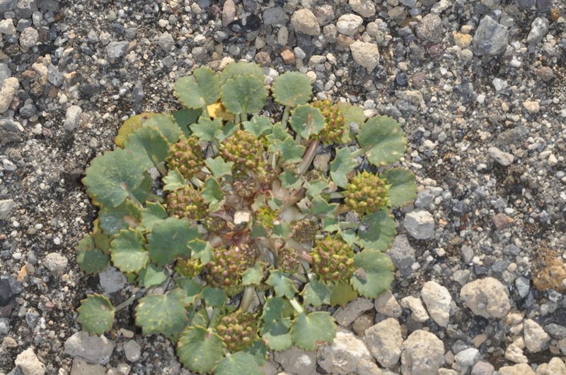 Pozoa volcanica, photographed by aacocucci